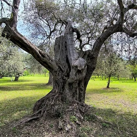 דירה Asinara Charme סורסו